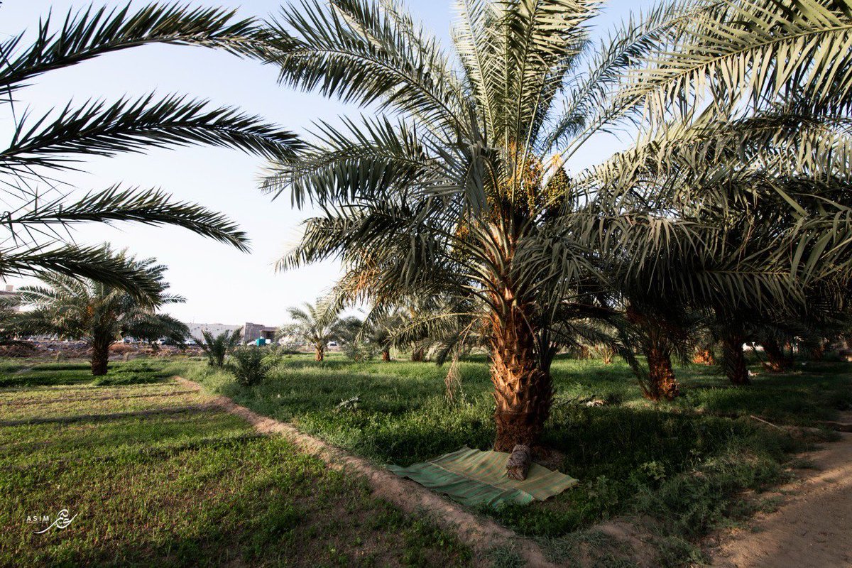 asim33asim3's tweet photo. مشاركة في معرض خيف
هو معرض فني جماعي لأعضاء نادي التصوير الضوئي بمركز المدينة للفنون يوثق، بشكل معاصر وغير تقليدي، من خلال عدسات المحليين من سكان المدينة المنورة، رؤية شخصية لجماليات المزارع التي ترعرع حولها المشاركون فكانت جزءًا من هويتهم وثقافتهم  
@madinaartcenter https://t.co/T2FynbfA8l