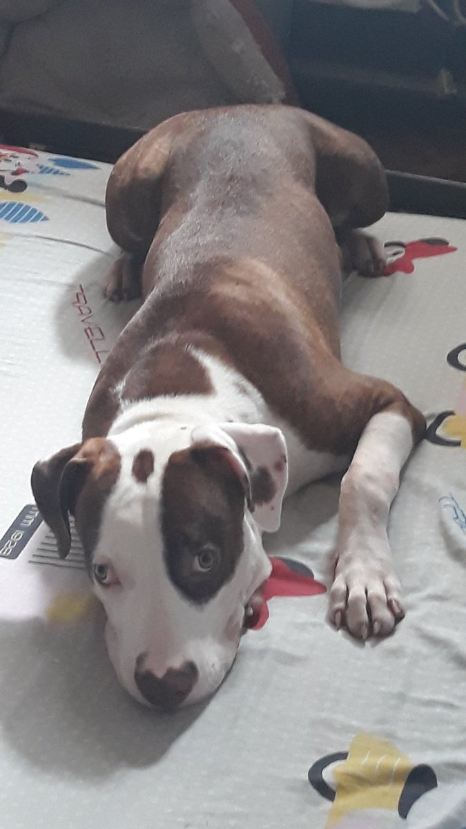 jalyson820's tweet photo. It's just my dog- https://t.co/5fndfSLKyy