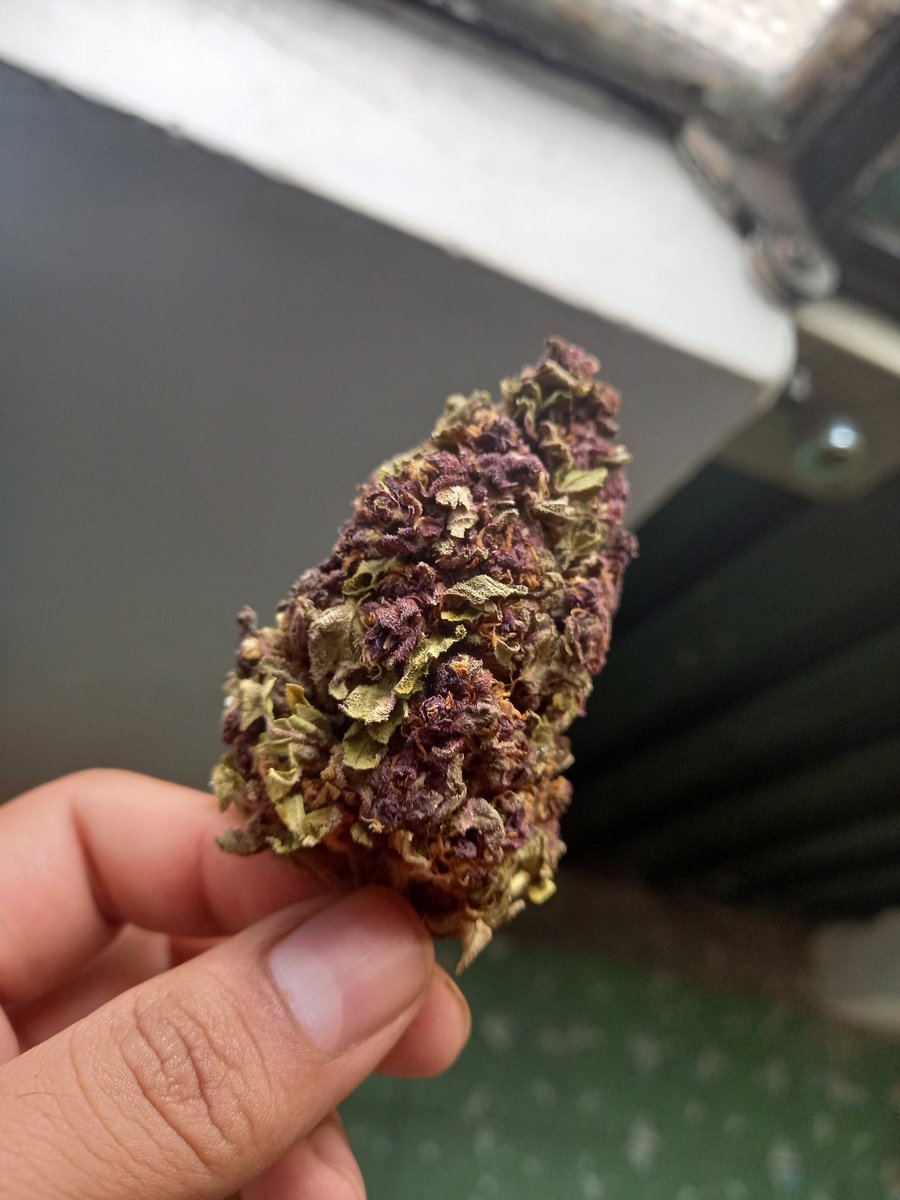 Polocortez38's tweet photo. #morelia420
#Morelia
#weed 
#felizhumos https://t.co/5tEoPPRfcg