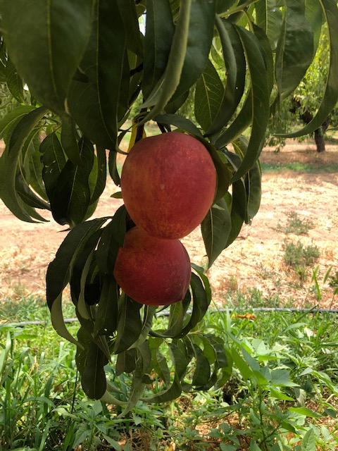 NaylorOrganics's tweet photo. Come Early and Beat the Heat! - https://t.co/mETK8uf1Yz #upickfarm #wepicktoo #peaches #whitepeaches #nectarines #naylororganicsupick https://t.co/PJmYIMbK81