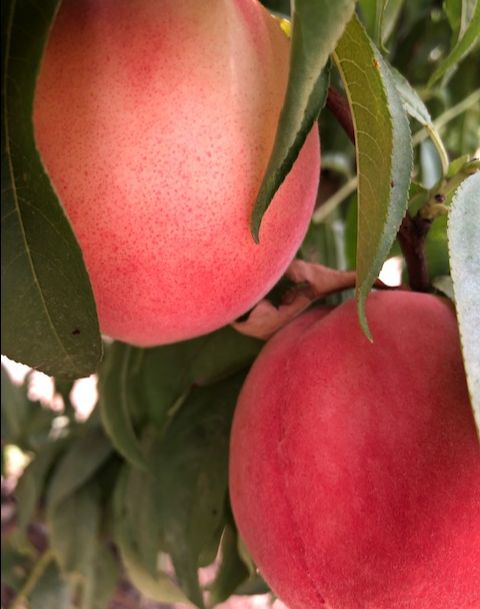 NaylorOrganics's tweet photo. Come Early and Beat the Heat! - https://t.co/mETK8uf1Yz #upickfarm #wepicktoo #peaches #whitepeaches #nectarines #naylororganicsupick https://t.co/PJmYIMbK81