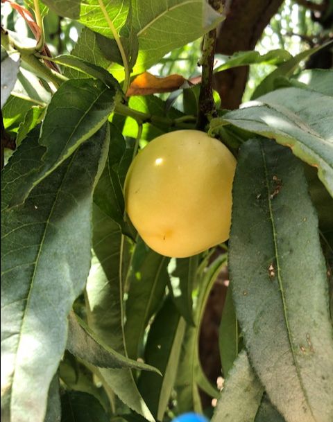 NaylorOrganics's tweet photo. Come Early and Beat the Heat! - https://t.co/mETK8uf1Yz #upickfarm #wepicktoo #peaches #whitepeaches #nectarines #naylororganicsupick https://t.co/PJmYIMbK81