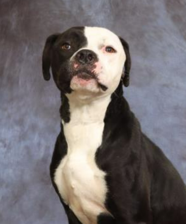 FriendsofBCAS's tweet photo. Crash is a handsome young man who found himself at the shelter at no fault of his own. He's a happy, friendly guy who enjoys walks &amp; meeting new people. He sits on command. He's not a fan of other animals, so he's looking for an active home w/ people only. https://t.co/hOphhKRNHE