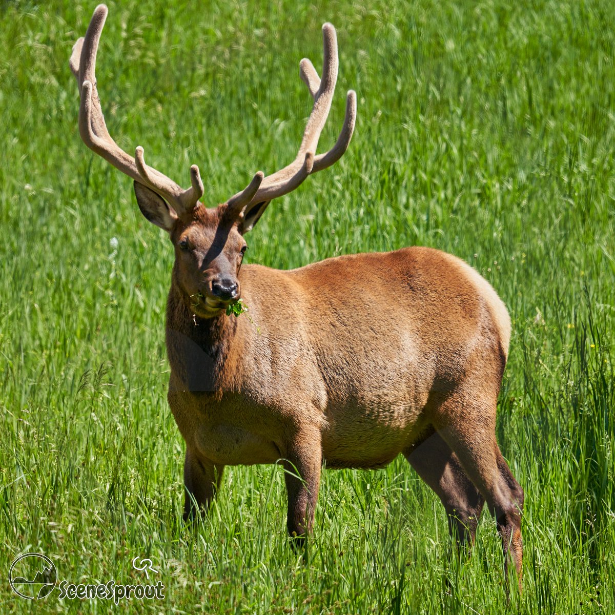 SceneSprout's tweet image. Just made a huge upload of all my Yellowstone photos over on facebook.com/SceneSprout/ Head over there to see more like this! #wildlifephotography #NatureBeauty #NaturePhotography #PhotoOfTheDay #photography