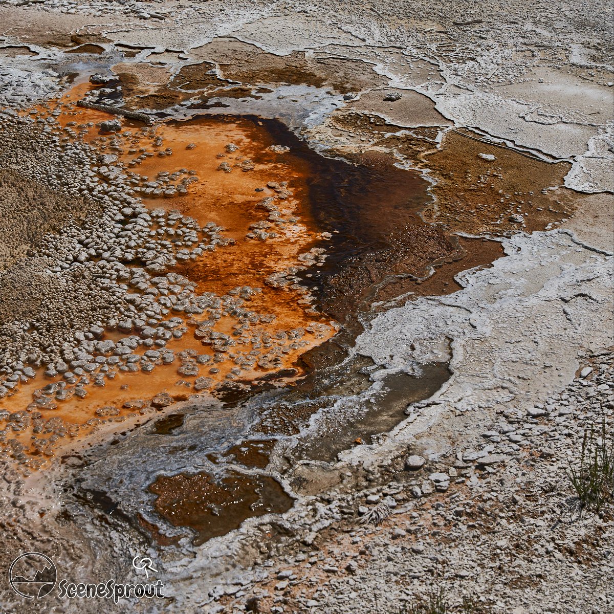SceneSprout's tweet image. Just made a huge upload of all my Yellowstone photos over on facebook.com/SceneSprout/ Head over there to see more like this! #wildlifephotography #NatureBeauty #NaturePhotography #PhotoOfTheDay #photography