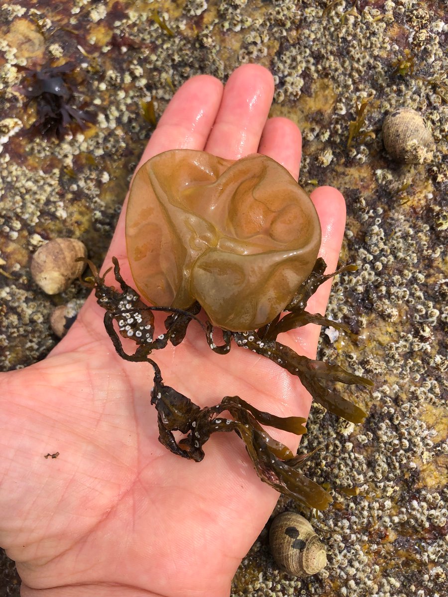 Tide pooling morning at <a href="/AudubonCamp/">Hog Island Audubon</a>!  I got the reputation of being the person who would touch any of the weird, cool, and sometimes slightly gross things. 😂  #allinorgohome #onlyslightlyregretteditonce <a href="/GrantAllStars/">Grant Elementary</a> <a href="/mkuensti/">Matt Kuensting</a> @CPSScience <a href="/seaGaynus/">Sea Gaynus</a> <a href="/Szydlowskim/">Mike Szydlowski</a>