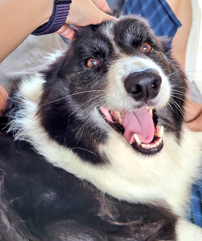 ttorycollie's tweet photo. https://t.co/wqXzpXBGGY