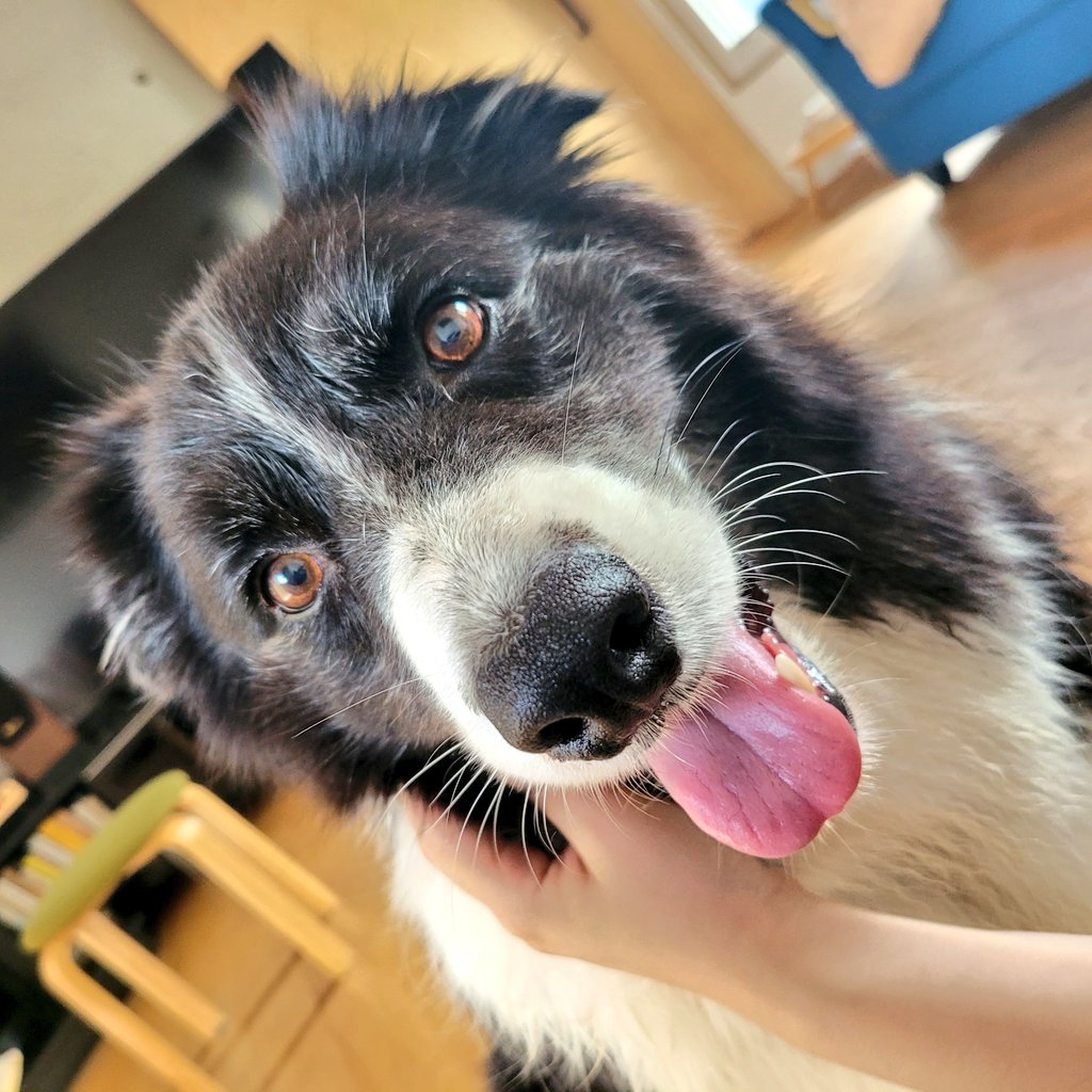 ttorycollie's tweet photo. https://t.co/wqXzpXBGGY