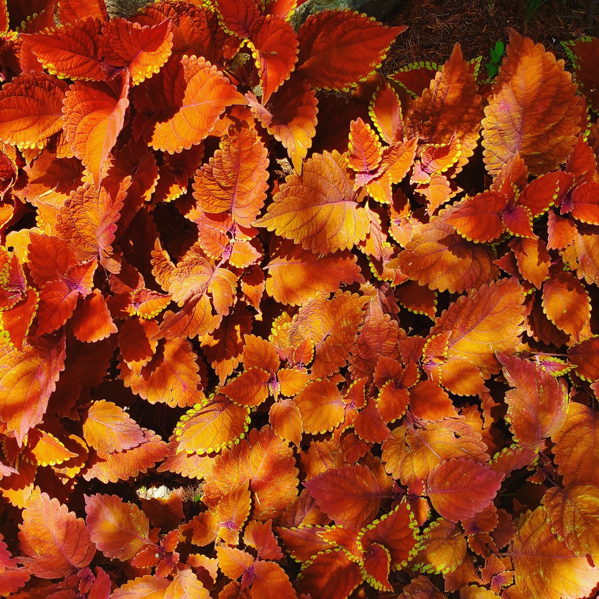 bridgetydf's tweet photo. #leaves #gardenphotography #NaturePhotography #botanicalgardens #atlanta #fallvibes https://t.co/5ISuvGiOa7