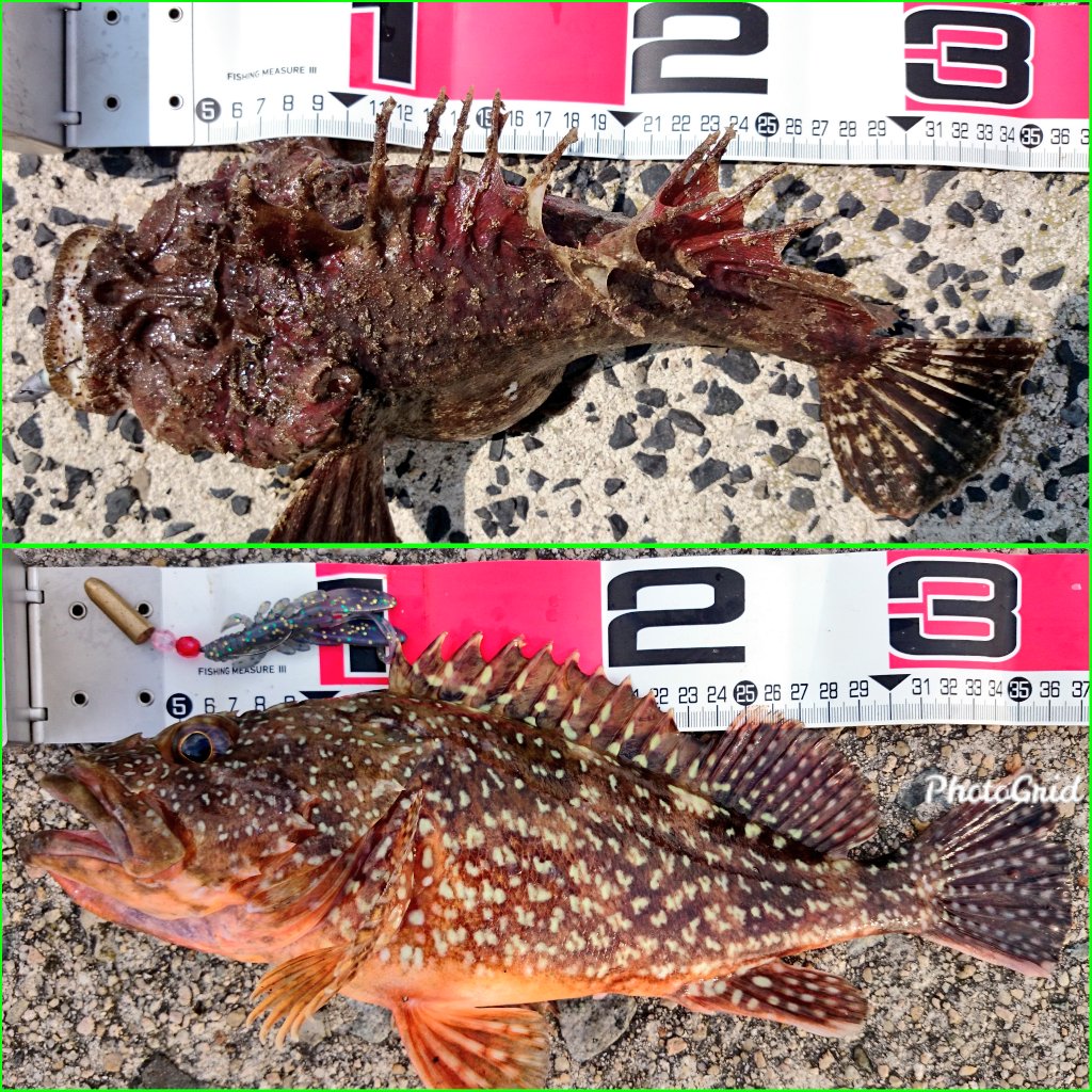3548won これまでに釣ったキジハタ狙いのゲスト達 刺身の味に順位を付けると オニオコゼ オニカサゴ ムラソイ ウッカリカサゴ T Co 2yfkmugf04 Twitter 3548won これまでに釣ったキジハタ狙いのゲスト達 刺身の味に順位を付けると オニオコゼ オニカサゴ ムラソイ ウッカリカサゴ T Co 2yfkmugf04 Twitter