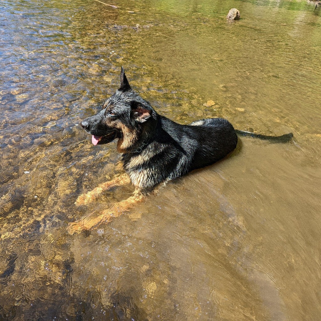 lethbridge's tweet photo. 18 months ago he absolutely hated the water, now Atlas can't get enough of playing in the water, or just laying down in it to cool off.
#germanshepherd #gsd #gsdsofinstagram https://t.co/b4OqENwwn3 https://t.co/zS4p2sDDji