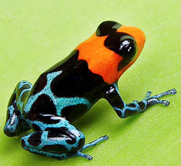 frog of the day ★ requests open! on Twitter: 
