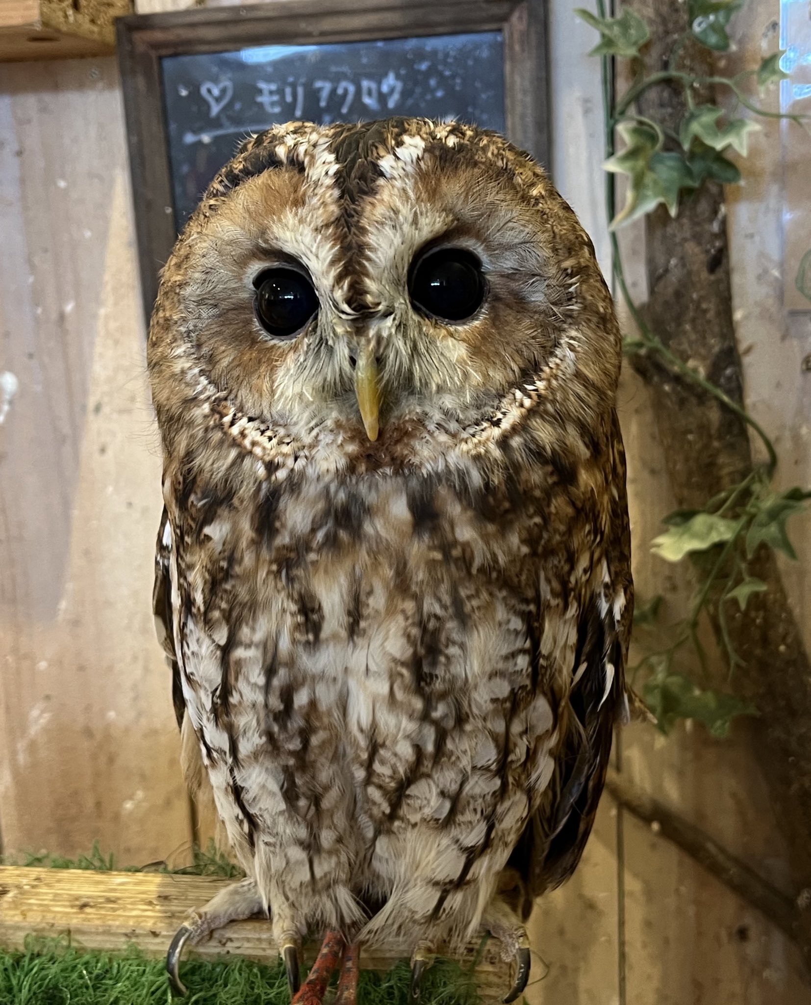 Country ｏwl Owl Countryowl Twitter