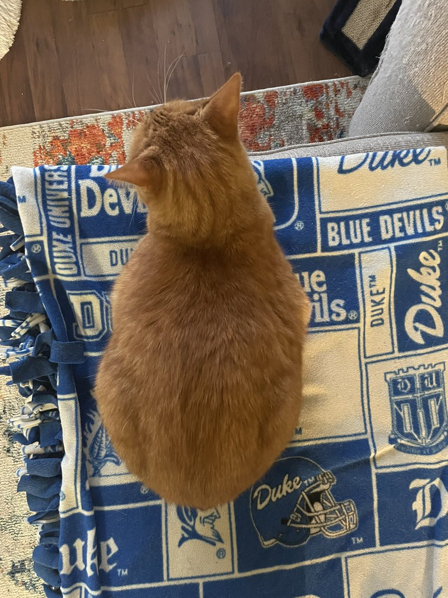 SarahStadnik34's tweet image. Loaf Check! Yep that’s a 12/10 Loaf #CatsOfTwitter #Oswin
