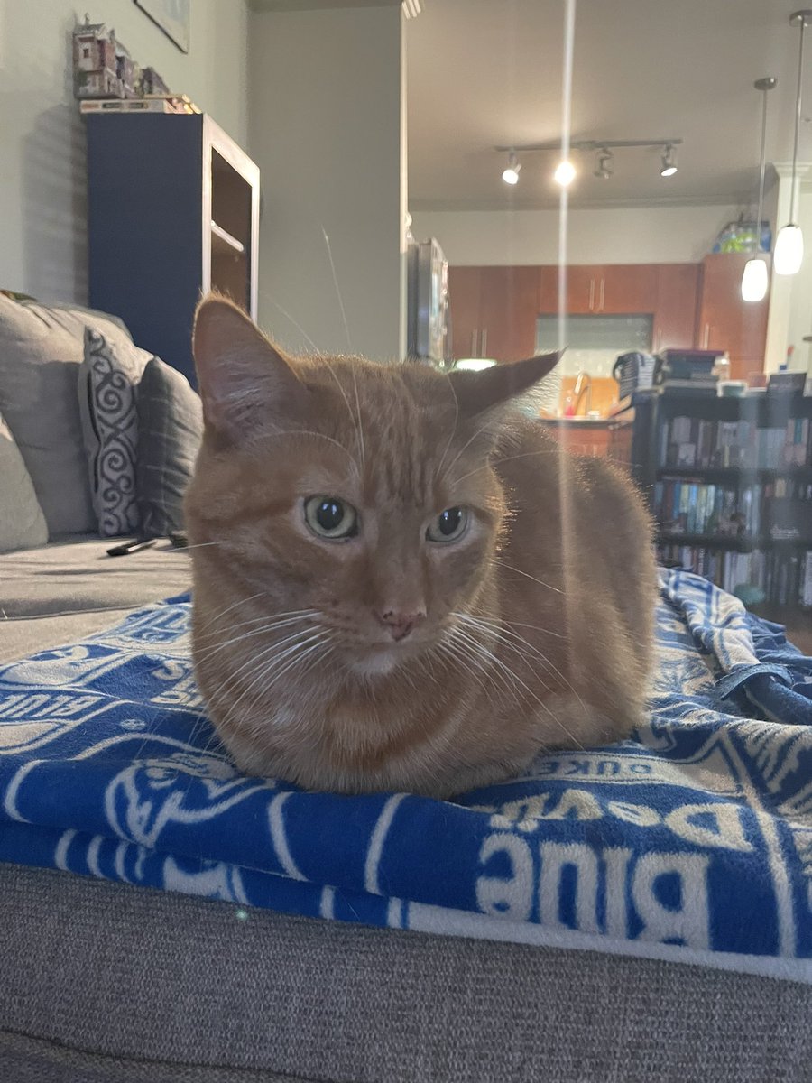 SarahStadnik34's tweet image. Loaf Check! Yep that’s a 12/10 Loaf #CatsOfTwitter #Oswin