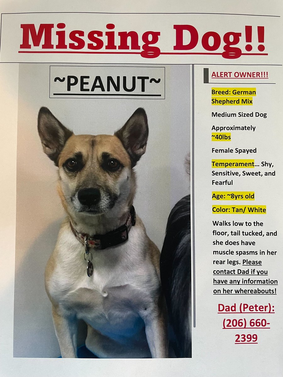 🚨🚨🚨 DOG STOLEN AND MISSING IN LOS ANGELES AREA - Last seen in West LA near Missouri and Pontious ave on fri 7/16 around midnight. PLEASE SHARE AND REPOST. 🚨🚨🚨 #lostdog #missingdog #stolendog