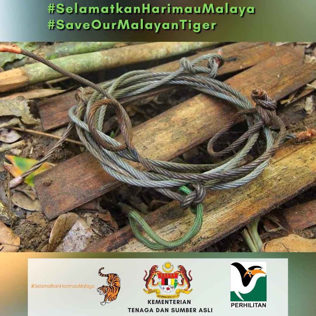 Laporkan sebarang jenayah hidupan liar ke Talian Hotline Jabatan PERHILITAN di 1-800-88-5151.

Bersama kita melindungi hidupan liar terutamanya Harimau Malaya demi kepentingan generasi akan datang.

#SelamatkanHarimauMalaya
#SaveOurMalayanTiger