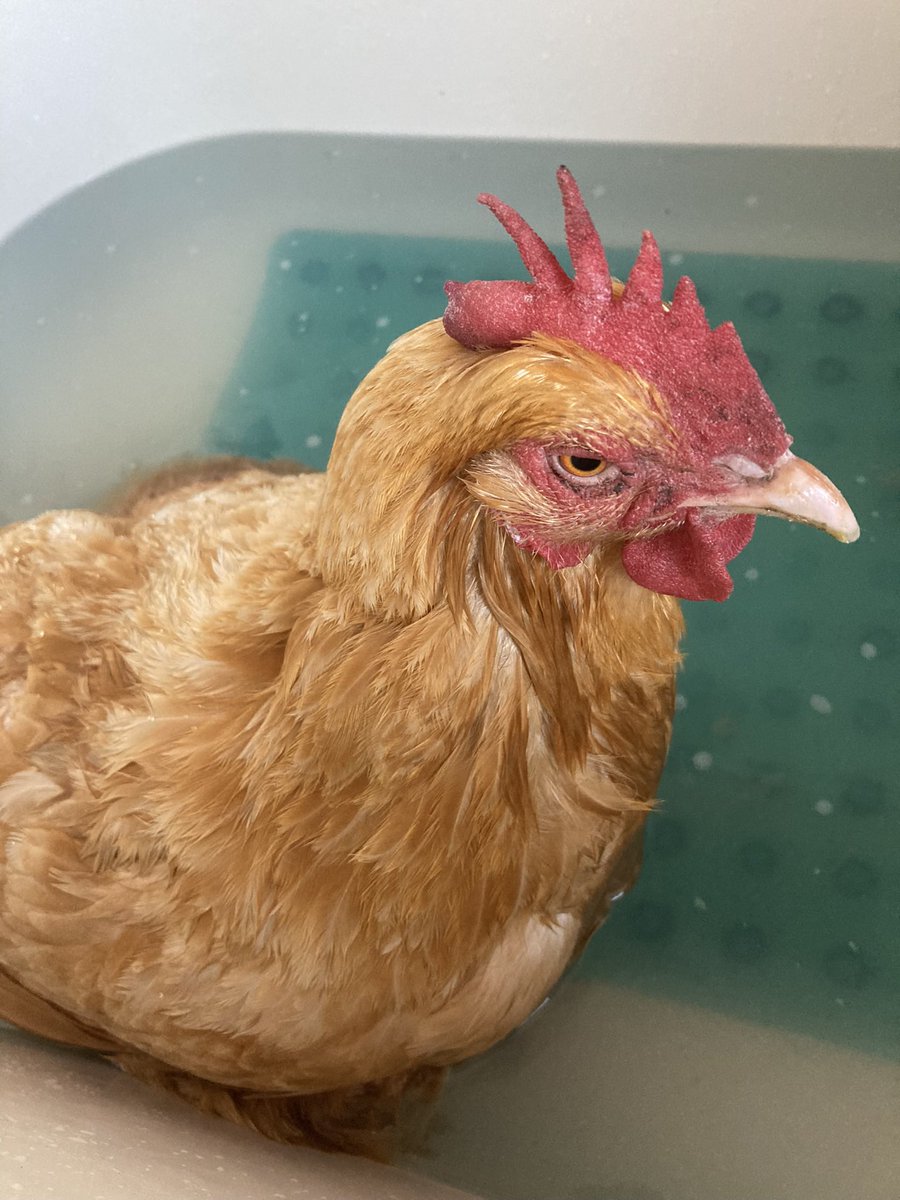 Alison Alvarez tweet media