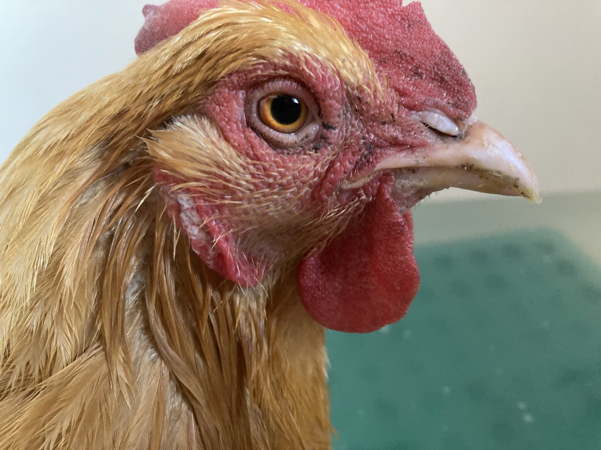 Alison Alvarez tweet media