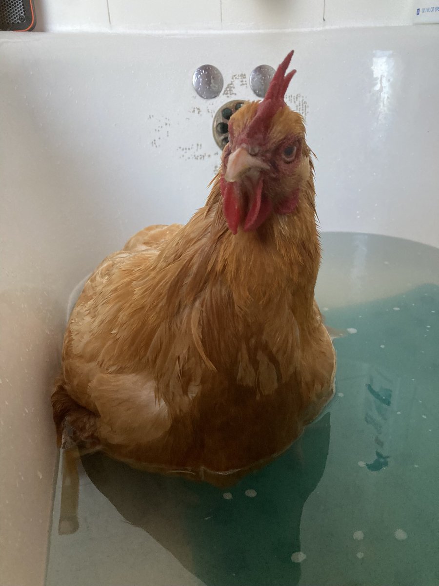 Alison Alvarez tweet media