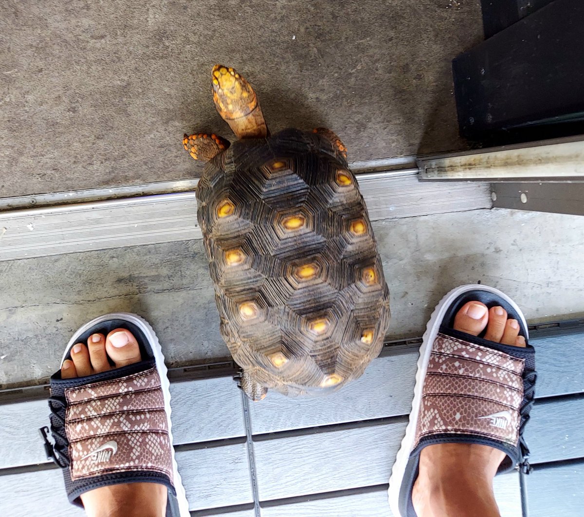 🆕アカアシリクガメ アダルトサイズ🐢

甲長30㌢前後 おそらく♀️かと思います😅

元気に店内歩き回ってます👣

🉐販売価格￥45,700税込

#アカアシリクガメ
#Exoticreptilesgoisu埼玉店