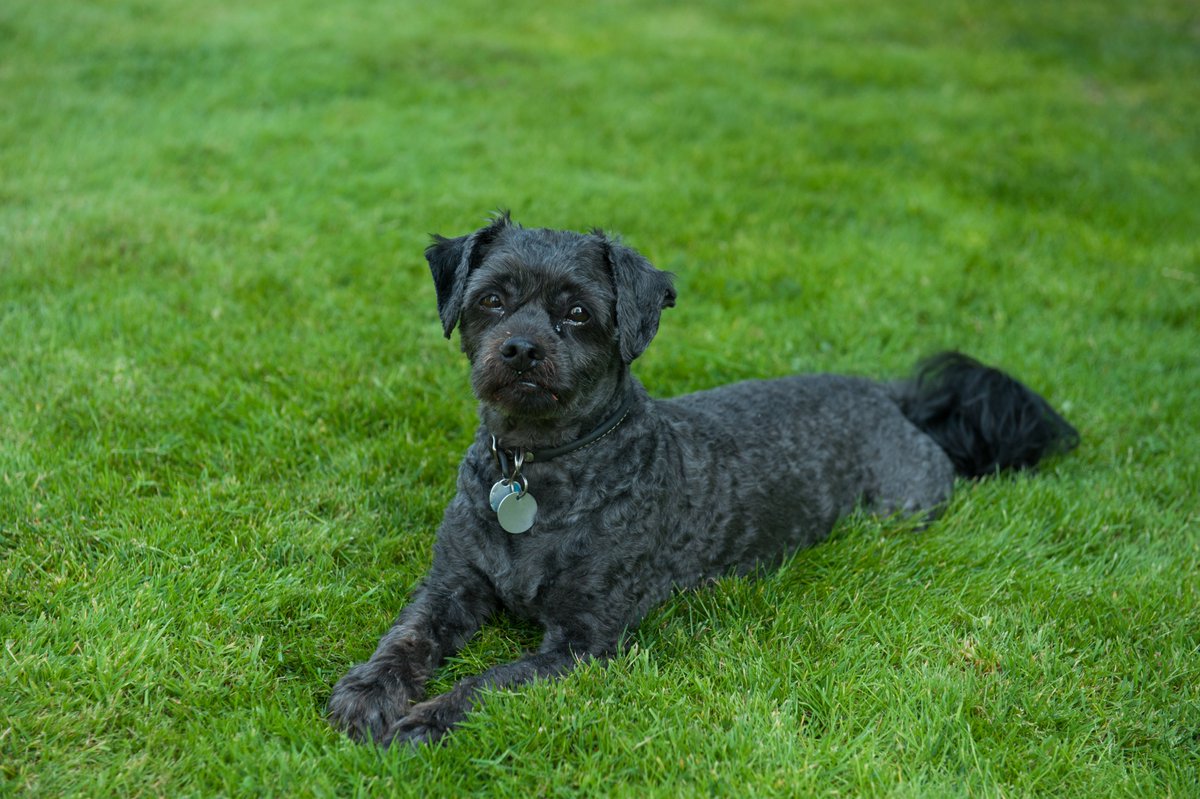 I said goodbye to the best dog today. He will be chasing chickens beyond the rainbow bridge.