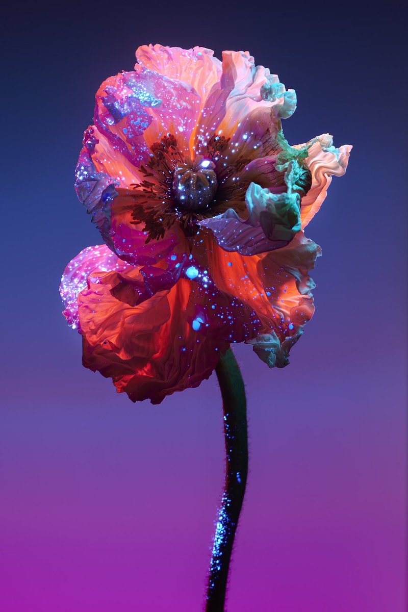 (left) <a href="/DeanChamberla1n/">Psychedelic Pioneers</a> X <a href="/ART3io/">ART3</a> 
(right) <a href="/francaturrin_/">Franca Turrin</a>