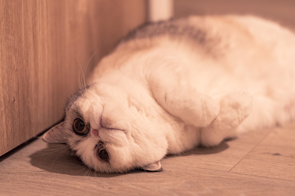 meme_kikikirin's tweet photo. 汁男(ｼﾙｵ)！
#sonyX #a7Riv 
#写真で伝えたい私の世界
#エキゾチックショートへ #猫写真 #ブサカワ https://t.co/ujDoBQbQ6S