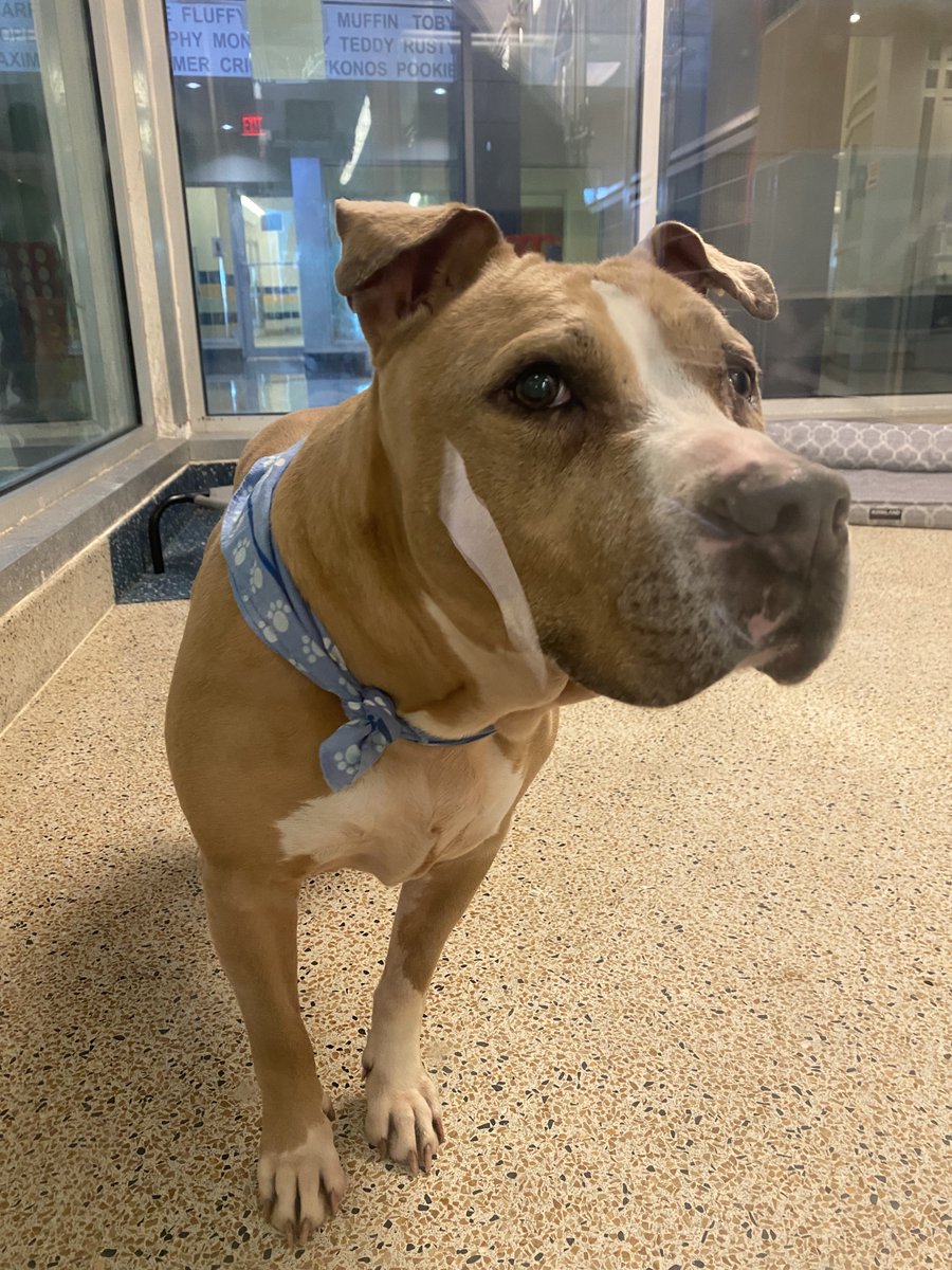OfficialJoelF's tweet photo. You guys. Tuki has been at @AdoptMiamiPets the longest out of ~600 dogs and cats. She’s been there since July 13, 2021

Can we get her adopted into a loving home �� https://t.co/uigeMbXLbs