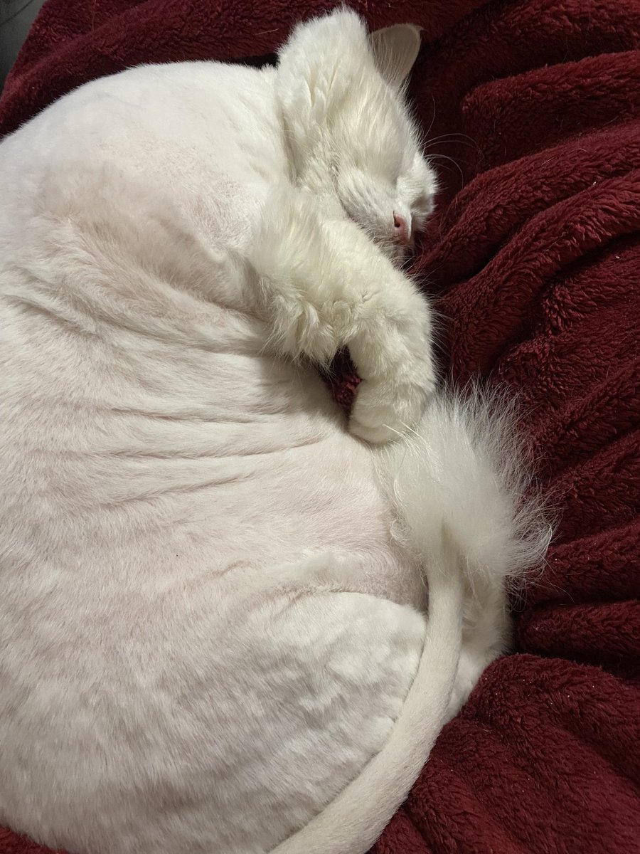 WinstonTabby's tweet photo. In the jungle the mighty jungle, the lion sleeps tonight...Mewfasa #twittercats #minilion https://t.co/zlGuTE5wml