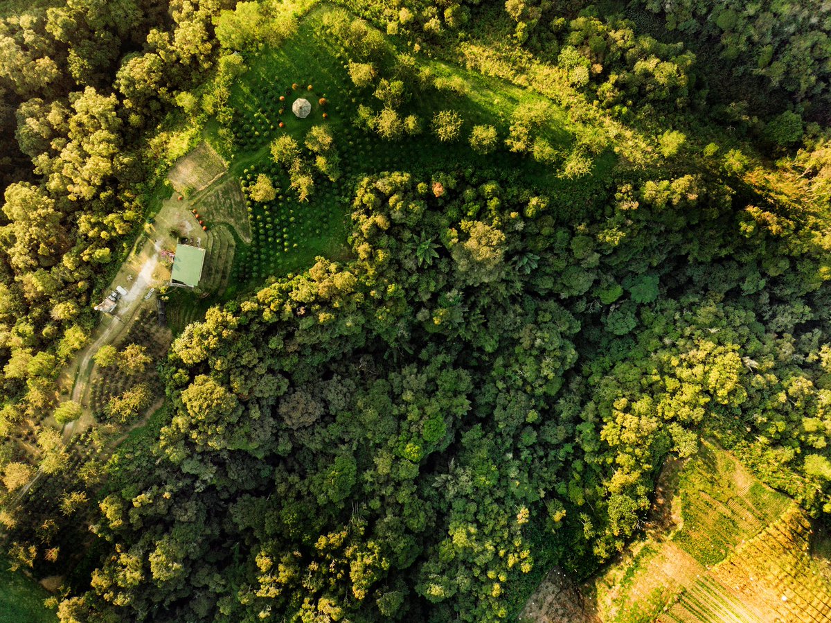 northshoreleo's tweet photo. @foodmasku @battnft Some aerial pics of our coffee farm https://t.co/1wBJxI7oN3