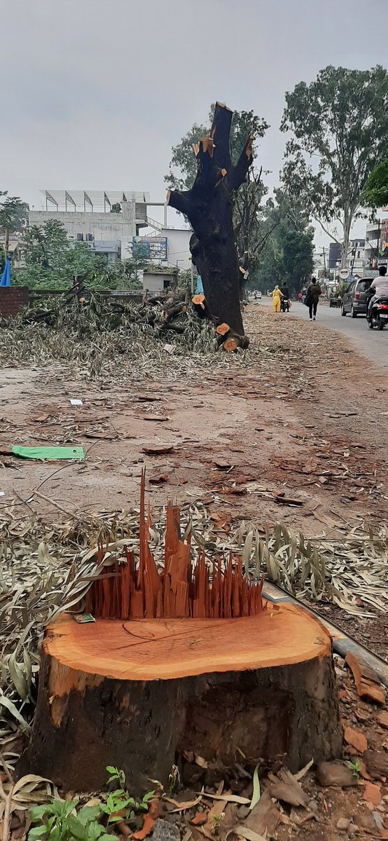 sara11884's tweet photo. They are cutting down the trees arround Sahastradhara road, we don't want our future to be filled with floods, droughts, landslide; weather is already being altered. It takes few hours to cut a tree but years to grow one #SaveTreesSaveDehradun #SaveTreesSavePlanet https://t.co/1bPZ3WWvxg