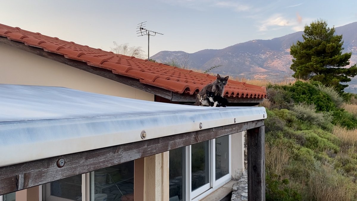 Lizrrd's tweet photo. still thinking about this cat fam I met at my Airbnb in Greece 🐈‍⬛❤️ https://t.co/ECE22K1acU