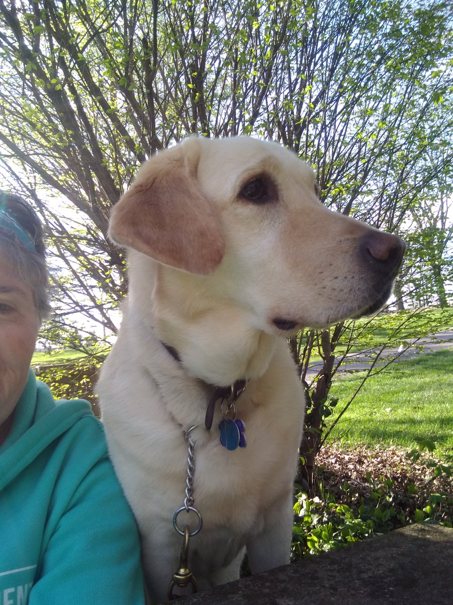 NitaSweeney's tweet image. Hopping on the Baby Dog trend to say the pupperina is still a cutie pie. #ninetyninepercentgooddog #dogswhorun