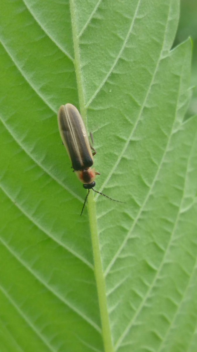 TheRustyIRiS's tweet photo. What some Glow bugs look like by day.

#LightingBugs #Firefly #nature #Entomology #Insects https://t.co/ZRis2Q7uLi