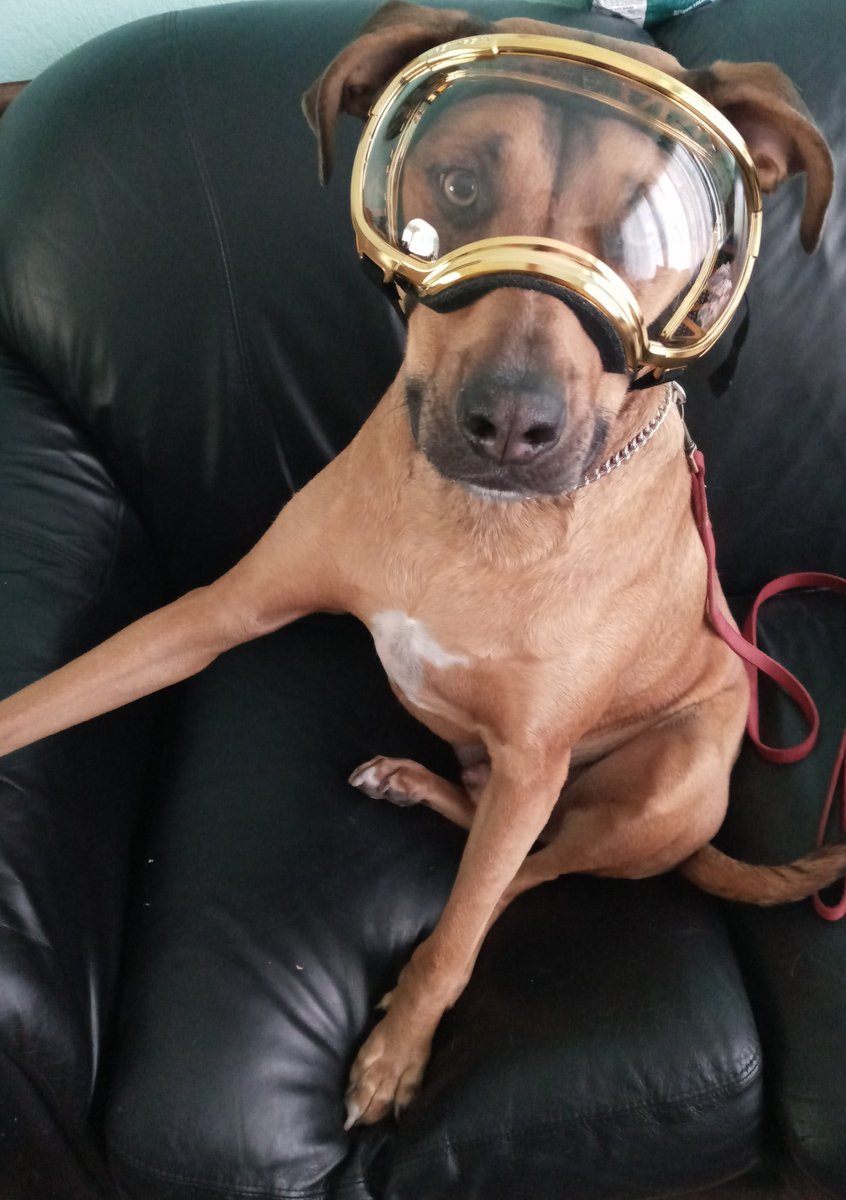 SSS_Howie's tweet photo. "Thanks, I hate them."
#Training with new equipment usually isn't #glamorous. 
But sometimes, it is.

#TherapyDog #WorkingDog #DogsofTwittter #Dog #RexSpecs #TherapyK9 https://t.co/wG5WyX7Juk
