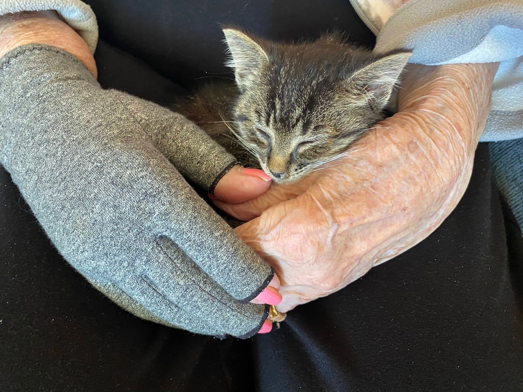 Therapy_2U's tweet photo. Today Melissa and her 102 year old client (!!!!) had some kitten therapy! #animaltherapy #ageisjustanumber #mobilephysio https://t.co/nOLvohIzEI