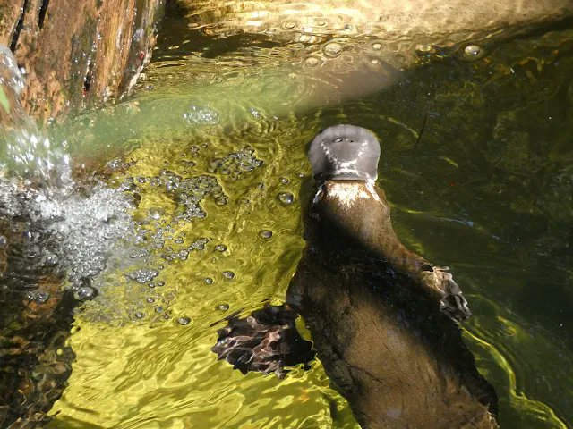LydiaCLee's tweet photo. Platypus https://t.co/q47H20pOiy #WWOT #TheRandom https://t.co/7KVW1s92V5