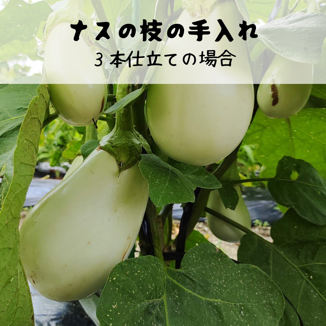 家庭菜園の自習帳 週末サラリーマン農園 ナスの枝の手入れ ナスの脇芽が次々とでてくるので切り戻しをやってます 人によってやり方は様々だと思いますが 自分は画像のように 脇芽に最初についた花の上の葉を残して切り戻しています 葉が