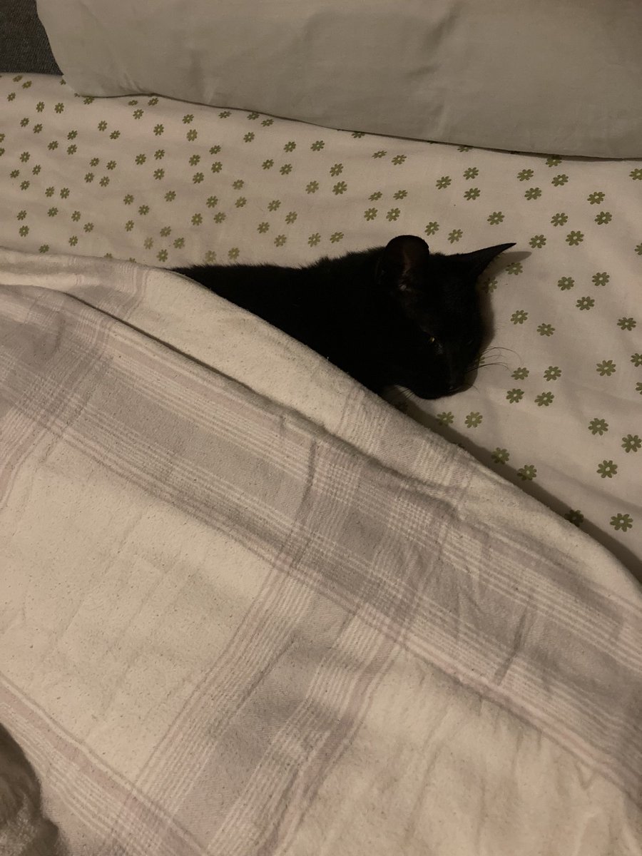 EspleyLaura's tweet photo. Ummmmmm?!

#catsoftwitter #pamperedcat https://t.co/stk3DJvBzd