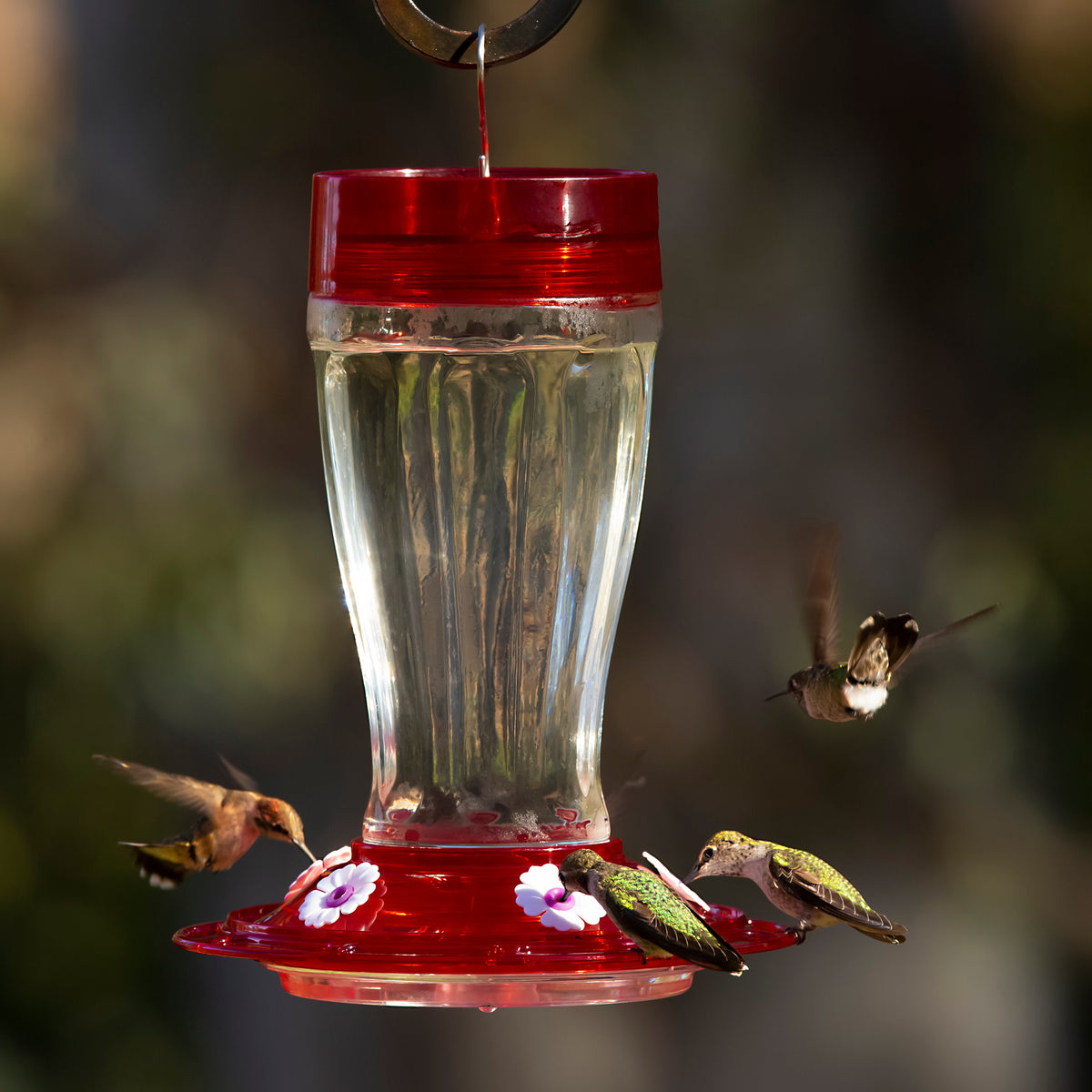 Picking the perfect hummingbird feeder can be a tough decision.  Here are a few tips to help you decide which one is best:
zcu.io/QVR3
