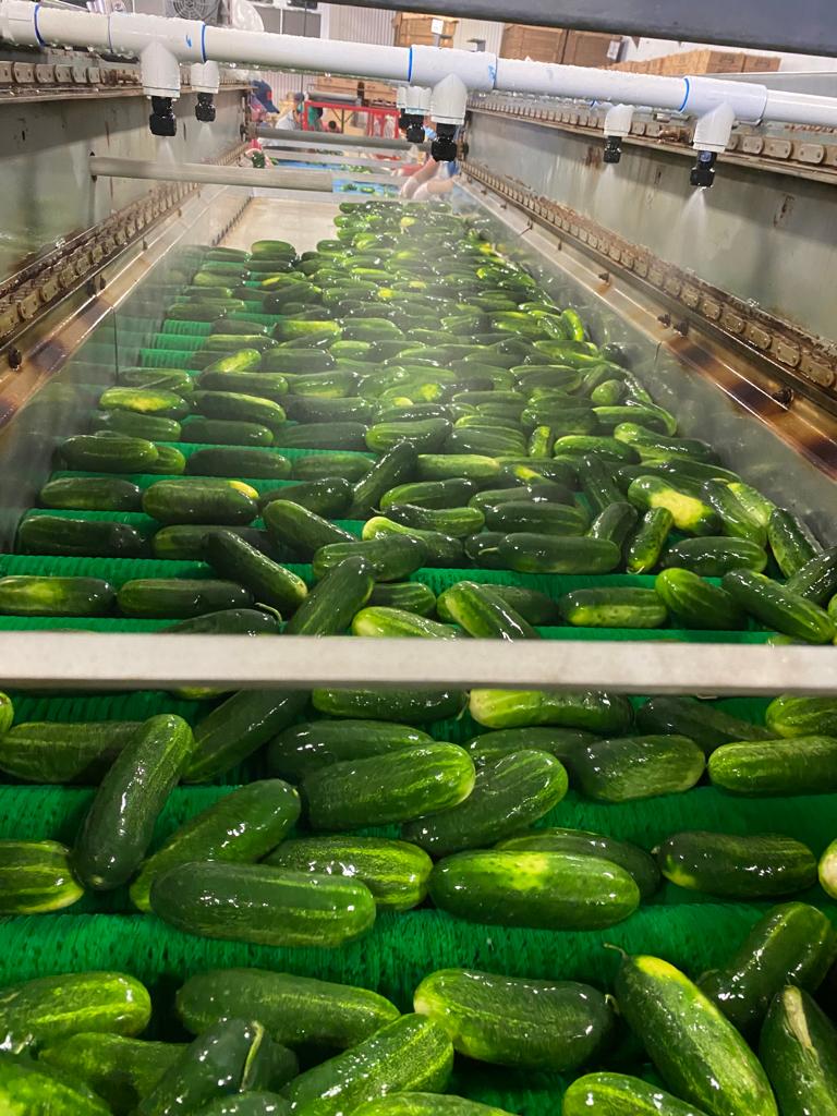 Canam_Fresh's tweet photo. To end up in the wooden baskets you see in our pics, that cucumber has a short travel from the field to our washing tubs, to then get sorted, quality inspected and then perfectly packed for our fresh market retail clients across Ontario and the USA.  Order them today! https://t.co/zbQhSb7JjA