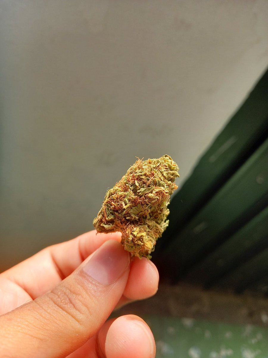 polohot1038's tweet photo. #weed #420weed
Solo en Morelia. https://t.co/jIqDzWV8tC