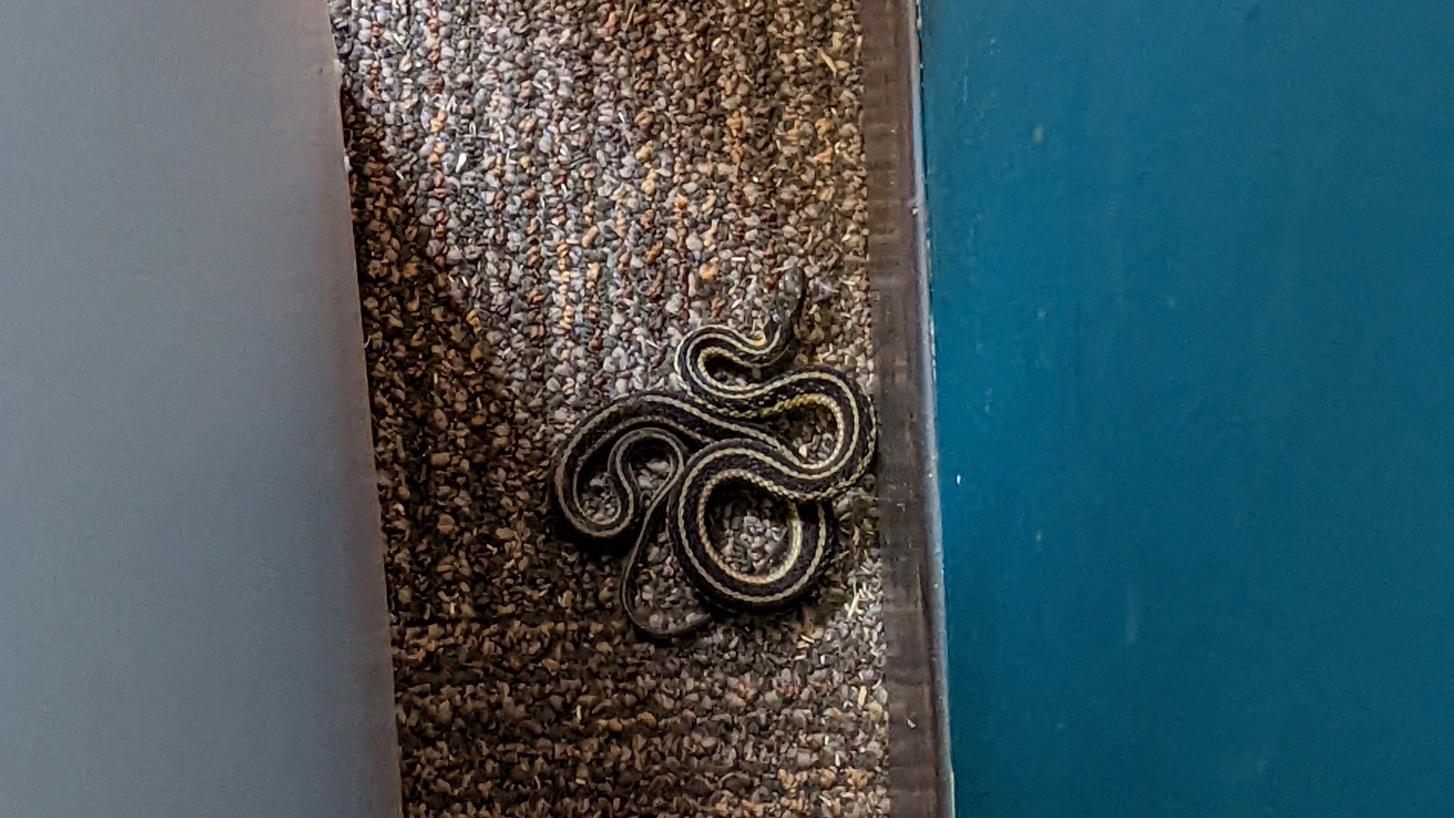 mark-walczyk-on-twitter-snake-in-my-campaign-office-will-update-soon