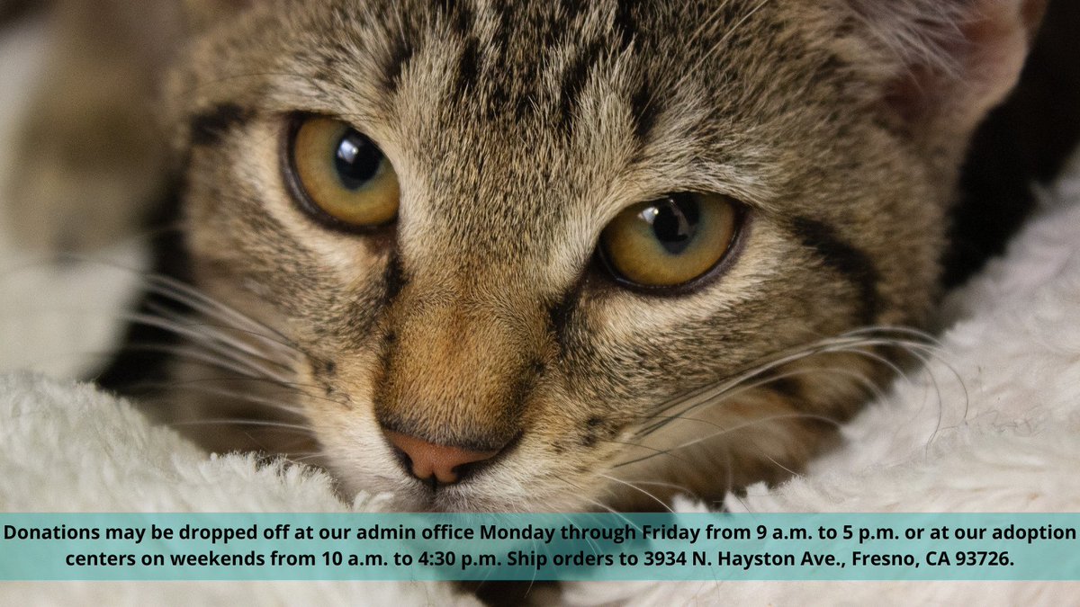 valleyanimal's tweet photo. 🆘 EMERGENCY: We are WIPED OUT of our wet cat food supply! Please help our kittens and cats in need! With kitten season still going strong, we have depleted all our wet food and desperately need your help.
#foodneeded #feedthekittens #kittenseason2022 #help https://t.co/nJzpKrey0m
