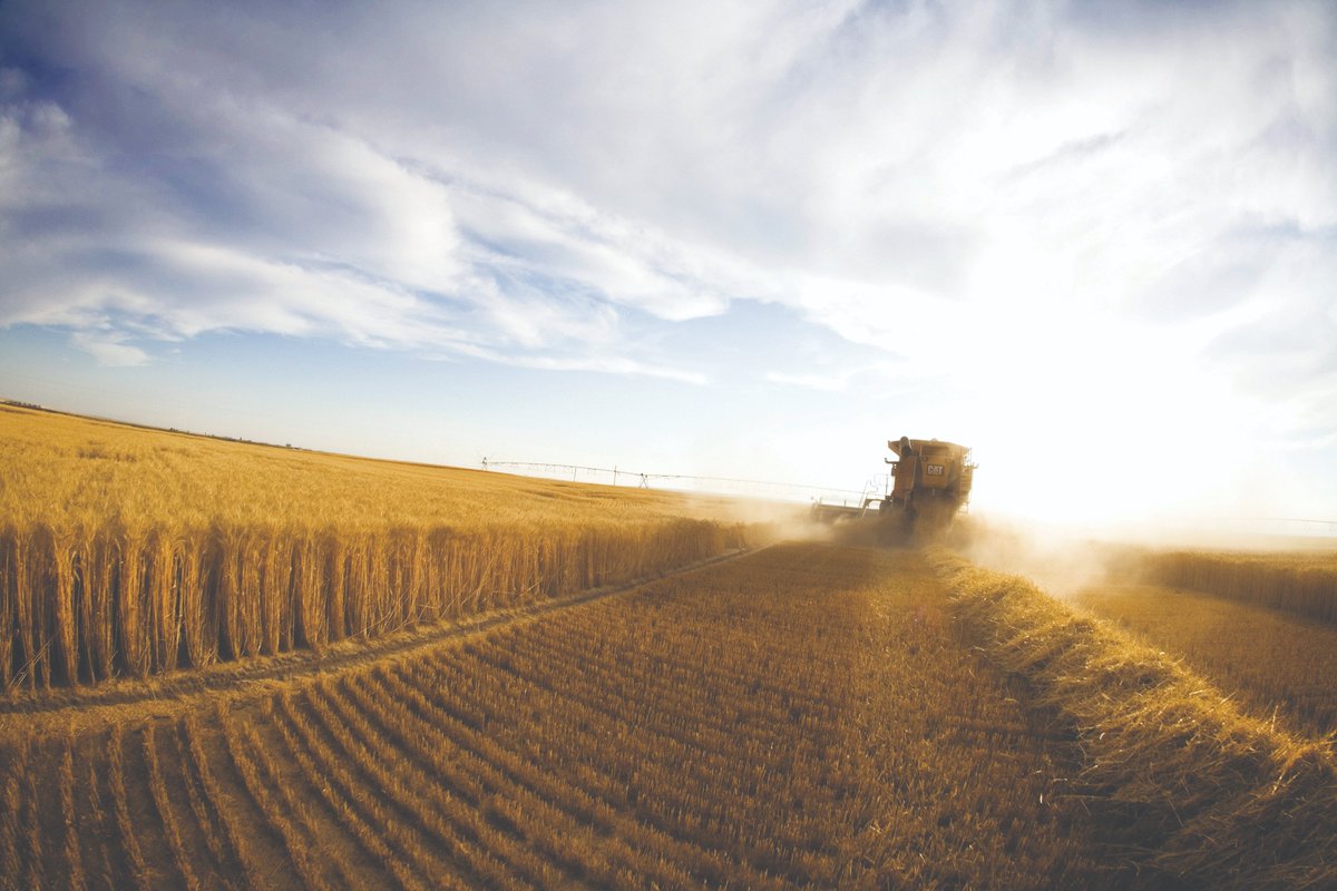 BecksHybrids's tweet photo. For anyone out there finishing up wheat harvest, be sure to remember to upload your harvest data to #FARMserver! Also, if you are doing double crop beans, upload that planting data as well so you can better manage scouting, spraying, harvest, and many other in-season activities. https://t.co/bec1apGsLV