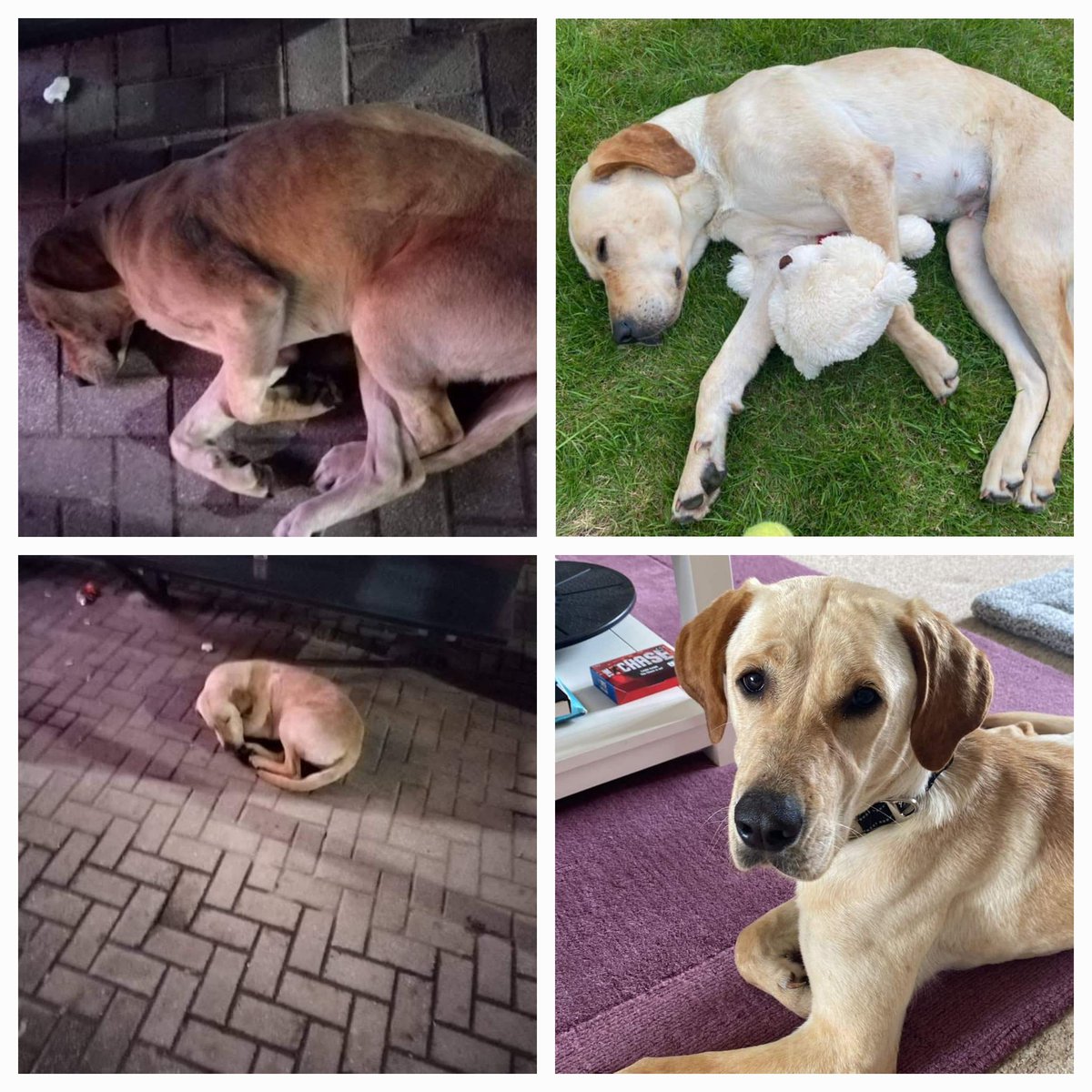 We are drained 😪 exhausted😩 don't have much time to tweet
Hopefully this picture will say hundreds of words and you will support our work 
Cruel stress are past for her. 
PayPal 
Pitr103@outlook.com
Any help is highly appreciated 🙏