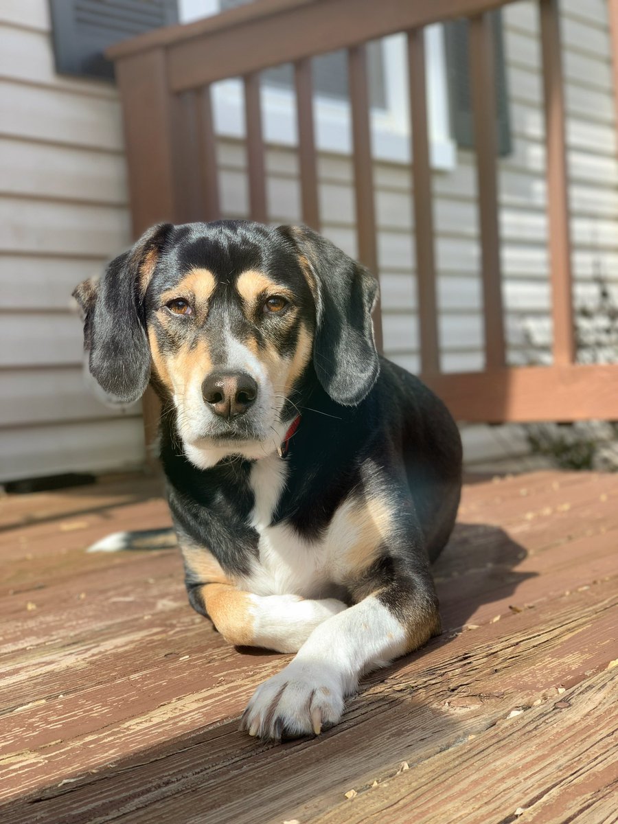 AmandaCVirginia's tweet photo. This is my time to shine, because my life revolves around my Magenta Pet! @TMobile #TMobilePets https://t.co/U18KgoavYa