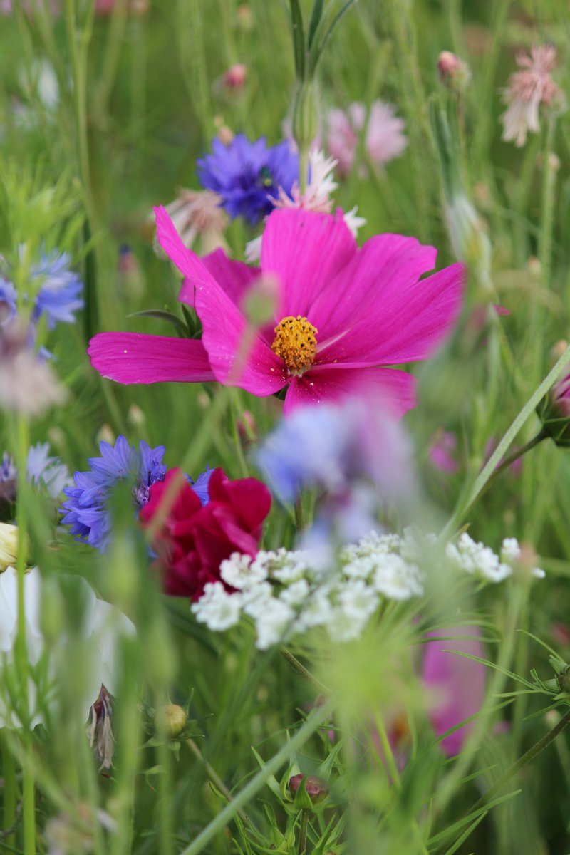 Tuinhappy's tweet photo. De eenjarige #bloemenmengsels zijn echt geweldig. Foto van het zomerbloemenmengsel. Lees meer over het zelf zaaien van bloemenmengsels op ons blog https://t.co/XksnszzL3o https://t.co/9Fnykijd42