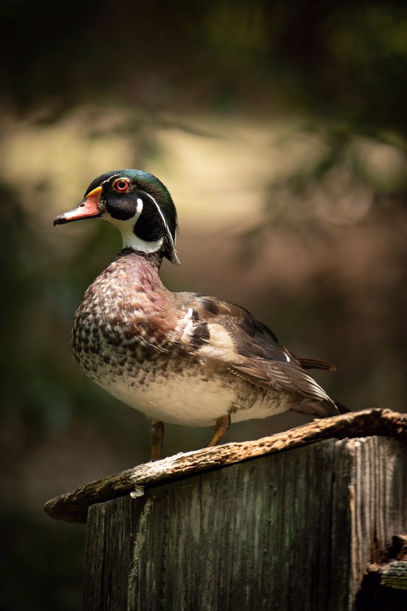 todaysbird's tweet photo. Wood duck.
(Photo courtesy of @birdcrazed6)
#wildlifephotography #nature #bloodpressurebreak #birdtwitter https://t.co/KBrIthq4ei